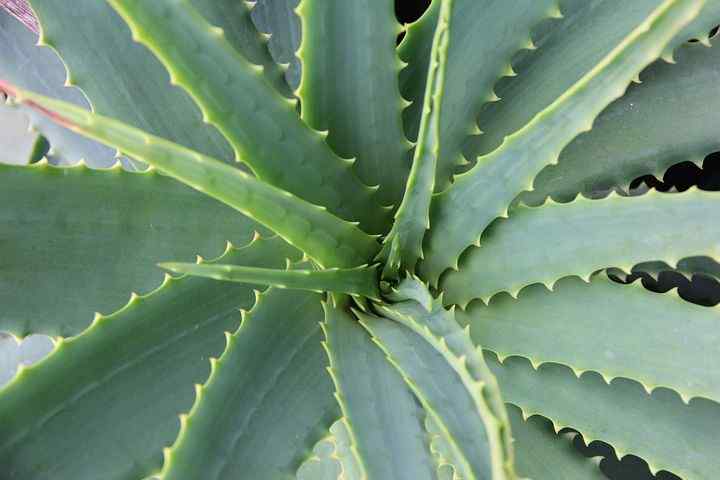All of us know Aloe vera. This plant is widely cultivated in India, the USA, Japan, Australia, and Europe.