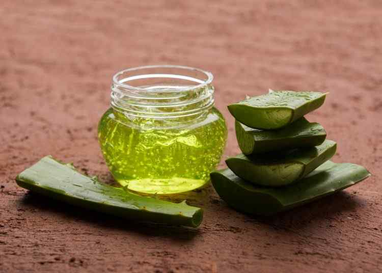 Making a bottle of aloe vera essential oil is one of the easiest tasks.