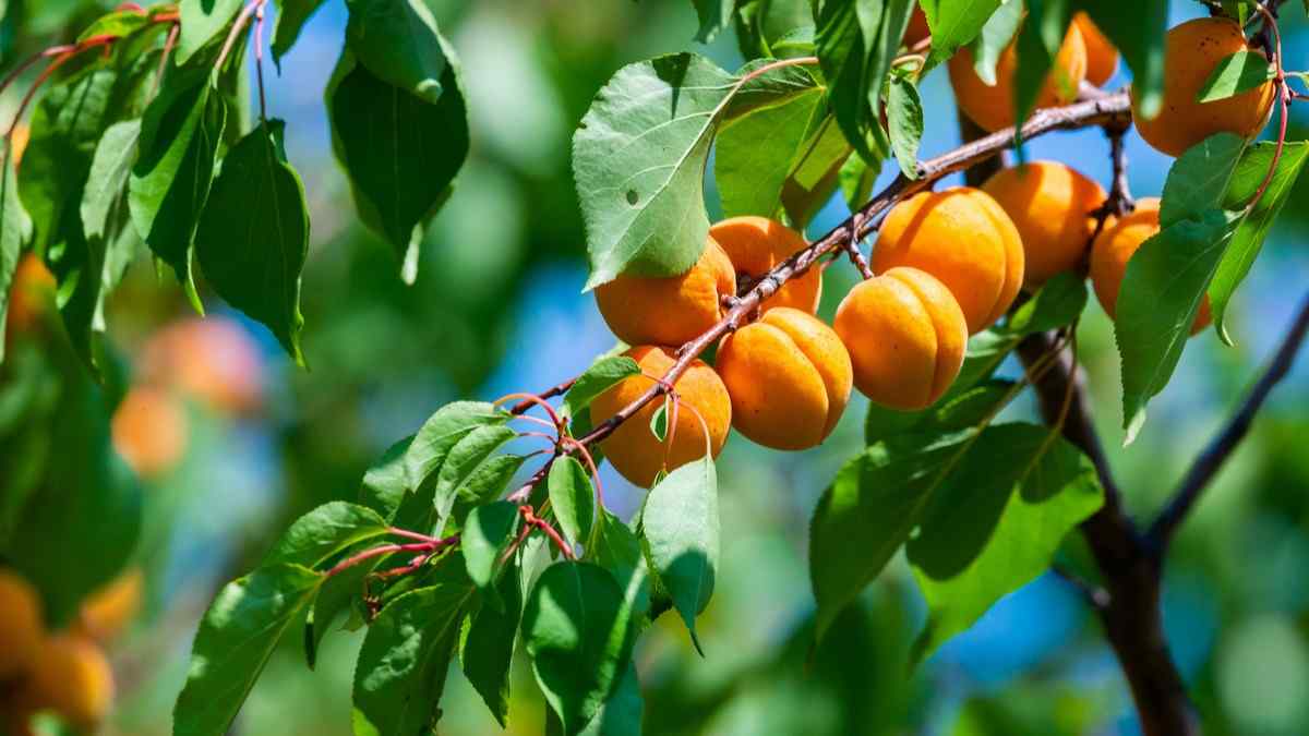 APRICOT KERNEL Cultivation