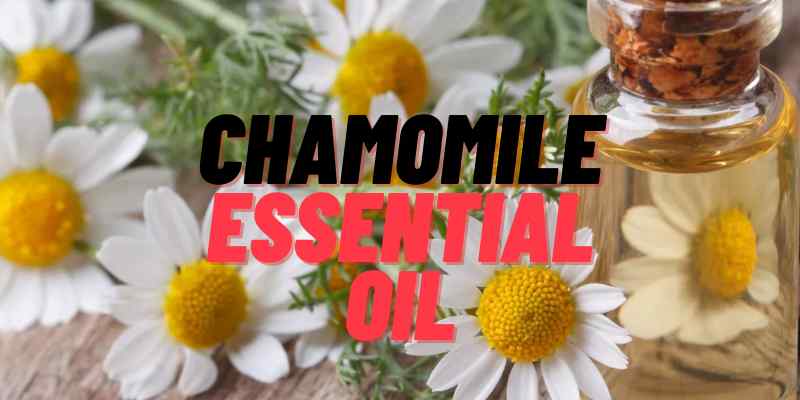 Chamomile has a pleasant aroma that is reminiscent of apples. Now we can see the uses and benefits of Chamomile Essential Oil everywhere.
