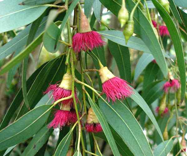 The main ingredient of the liquid is dried leaves from the eucalyptus tree.