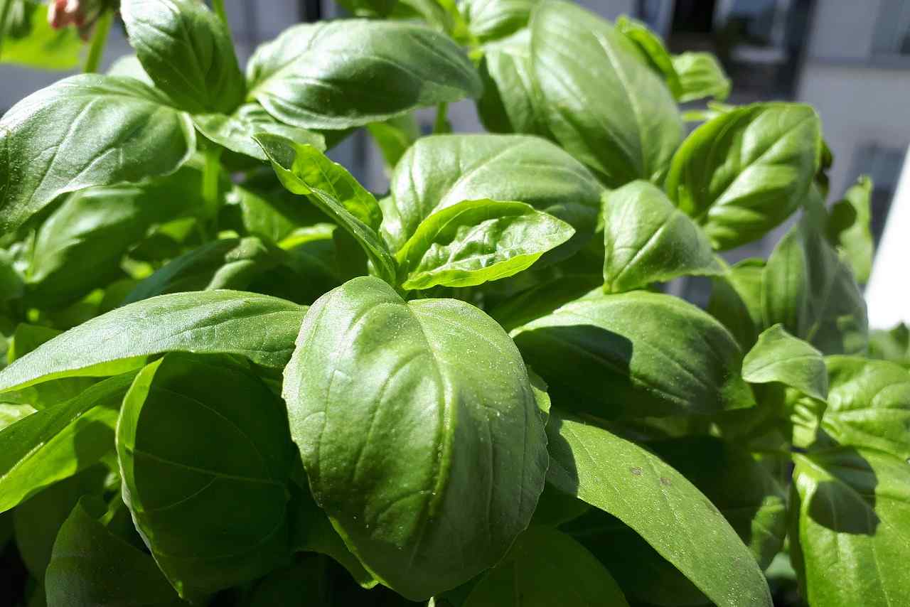Basil cultivation requires 6-8 hours of sunlight and between 13-27℃ temperatures.
