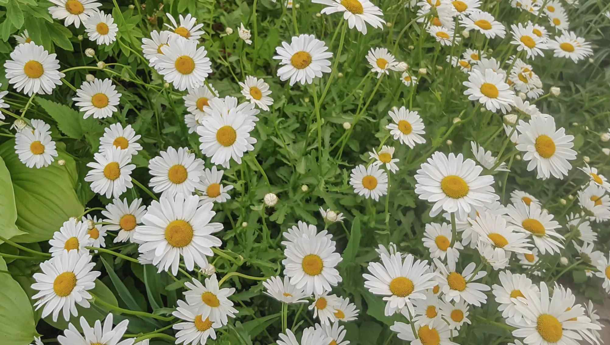 It is common practice to grow German Chamomile in Hungary, Egypt, Eastern Europe, and France, whereas Roman Chamomile is grown in Germany, France, Spain, Italy, Morocco, and France.