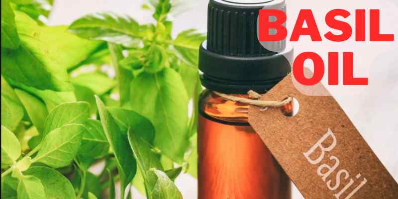 Basil oil is a widely used essential oil made from Ocimum basilicum, also known as Basil Plant or sweet Basil plant.
