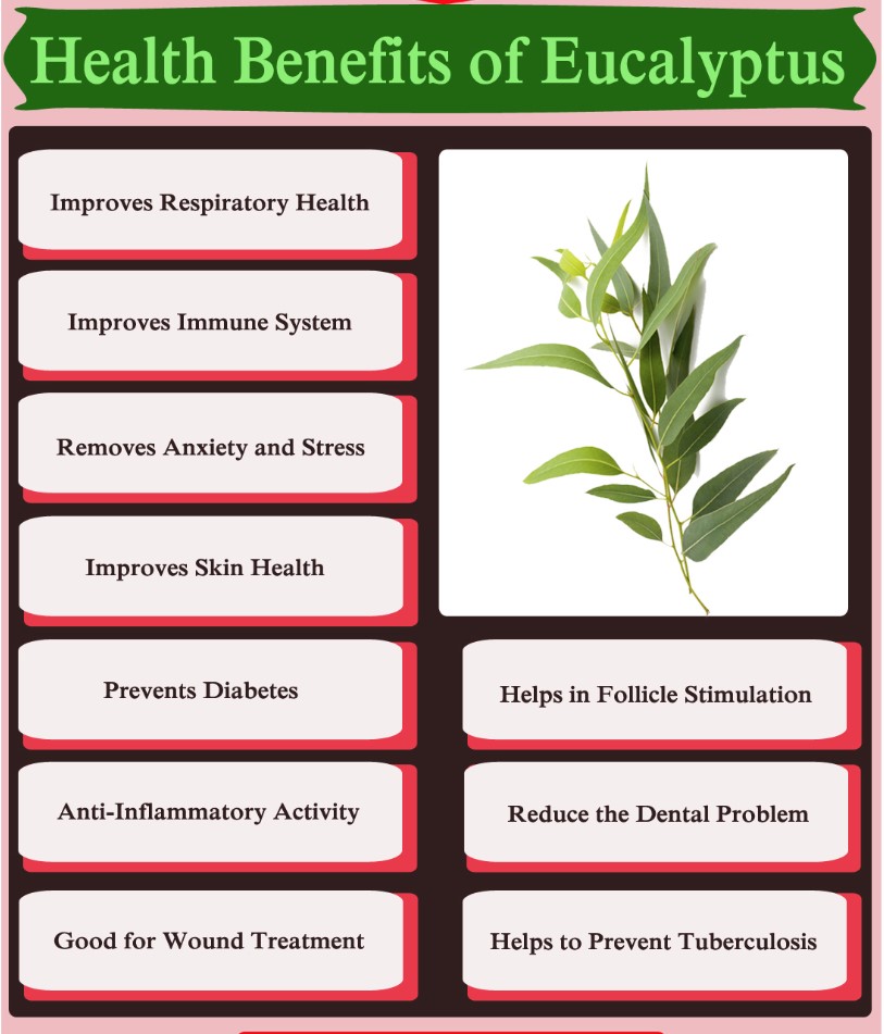 Eucalyptus oil is very familiar for its curing ability for some common diseases and pleasing aroma.