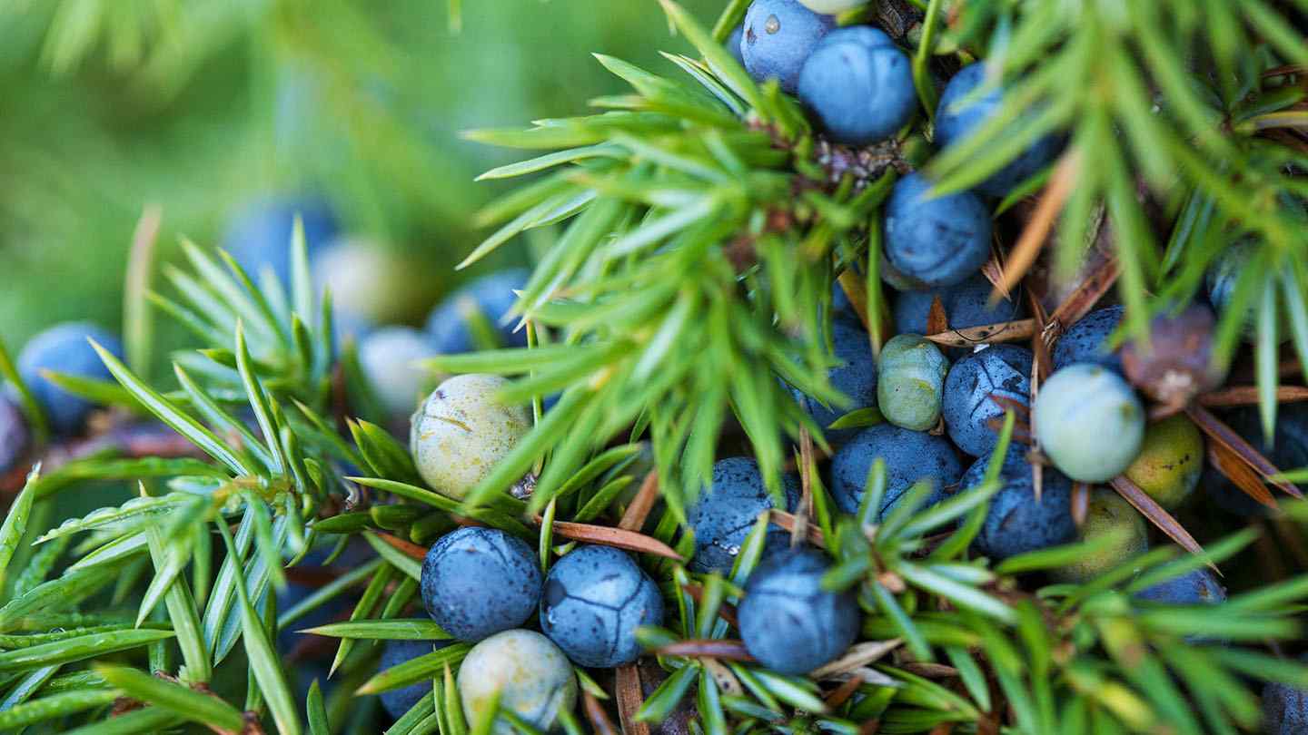 Juniper is a coniferous tree or shrub that grows naturally in Europe, Asia, and North America.
