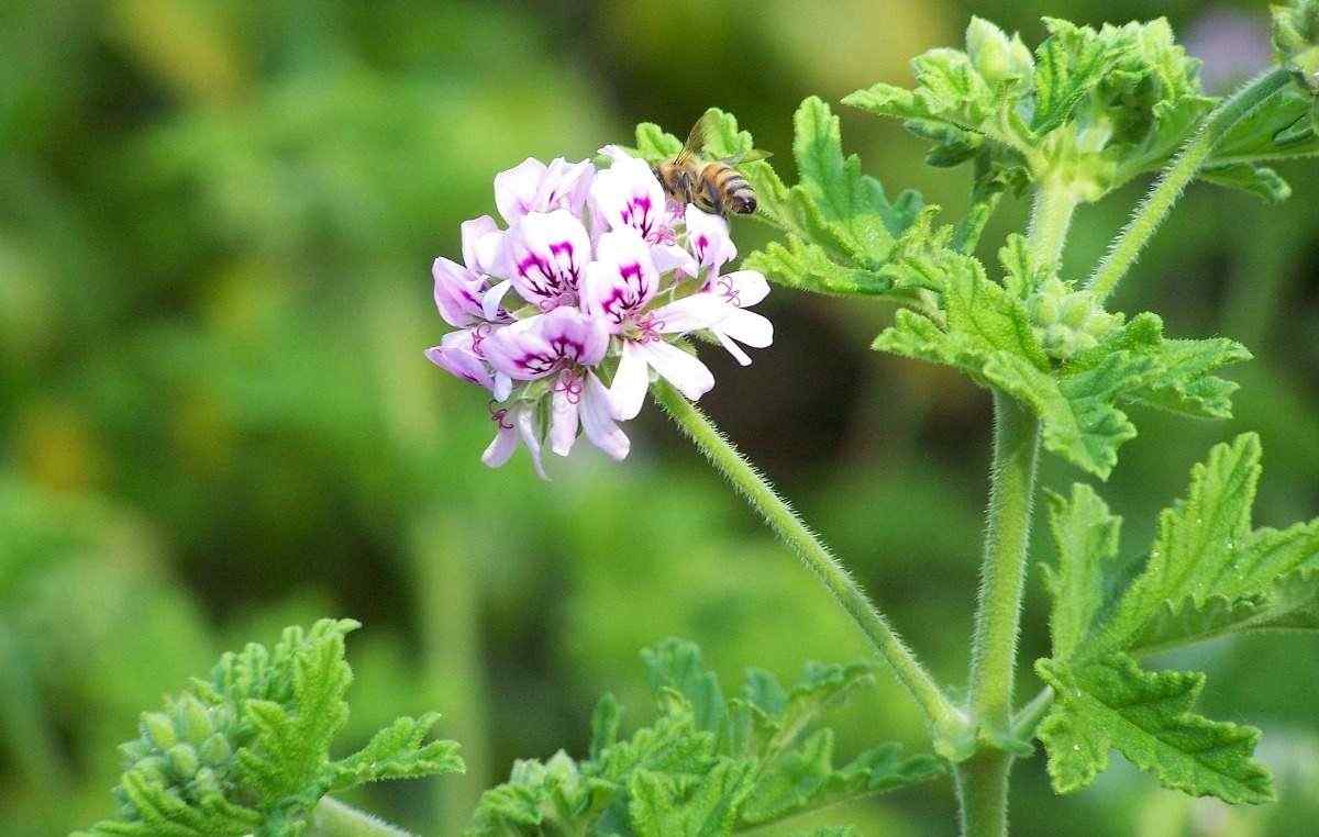 History of Geranium oil and Cultivation