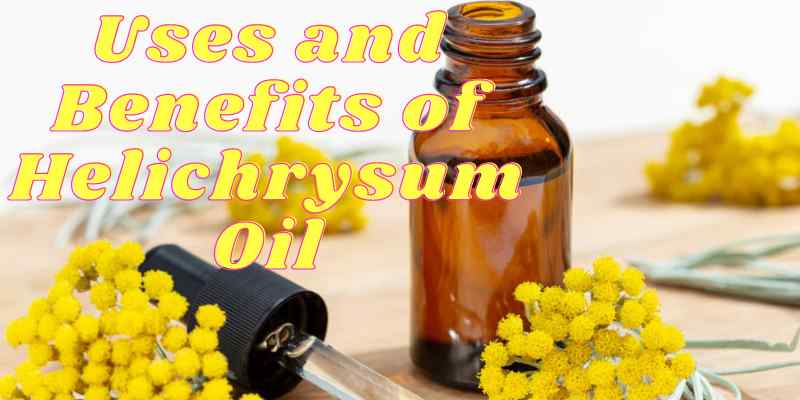 Helichrysum oil Benefits and Bes Uses