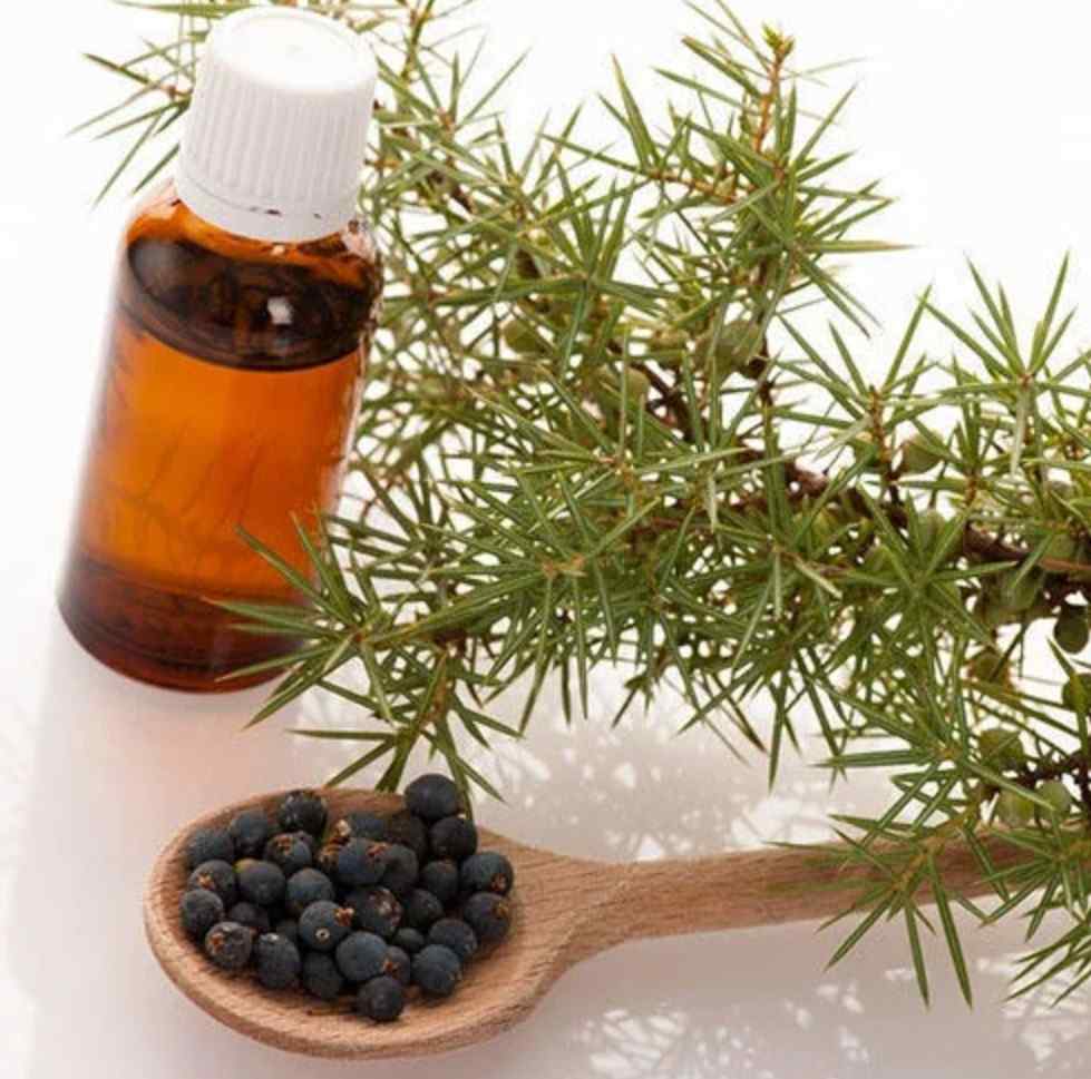 Juniper Berry Essential Oil And Uses