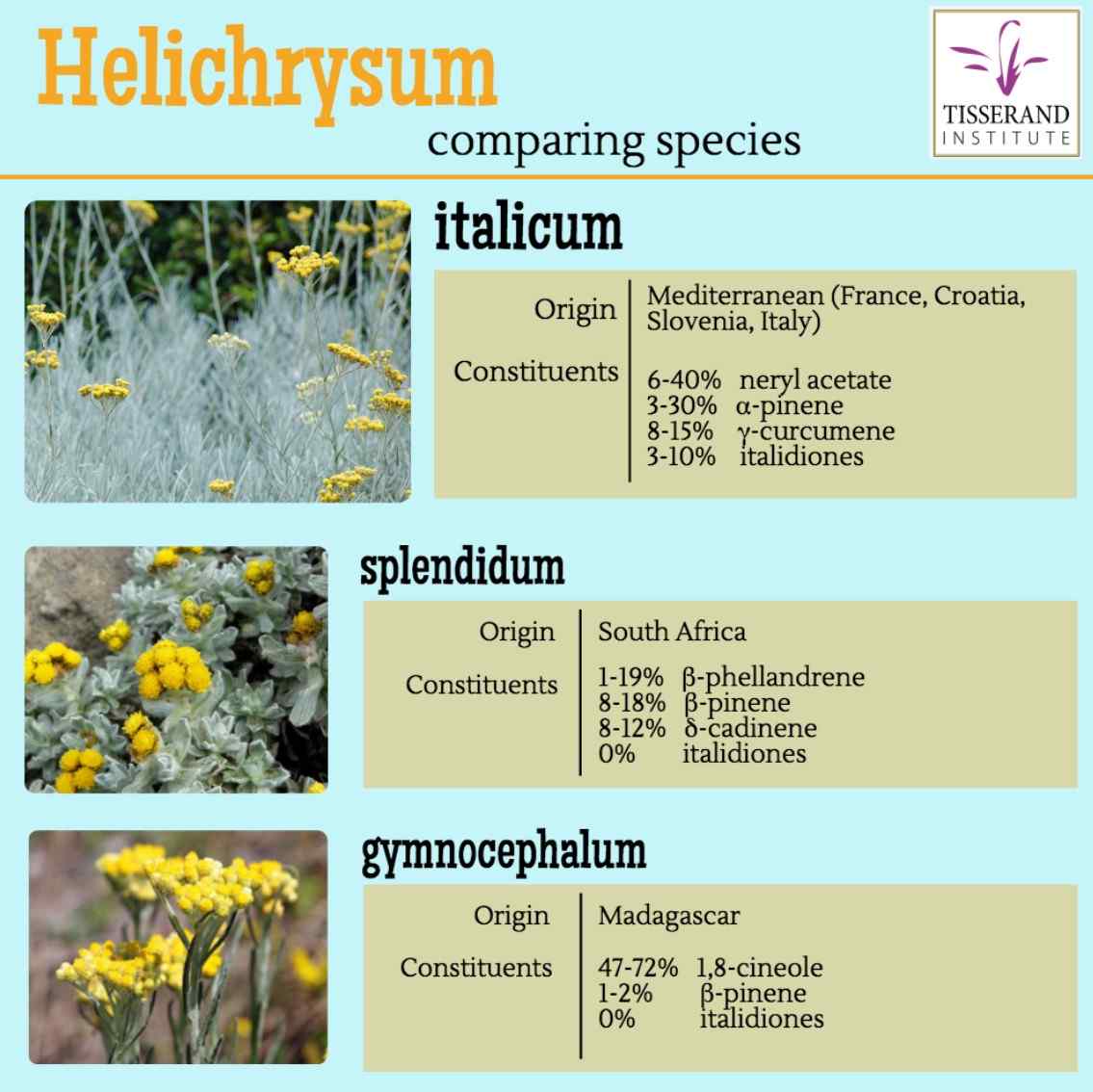 Nutritional Value of Helichrysum