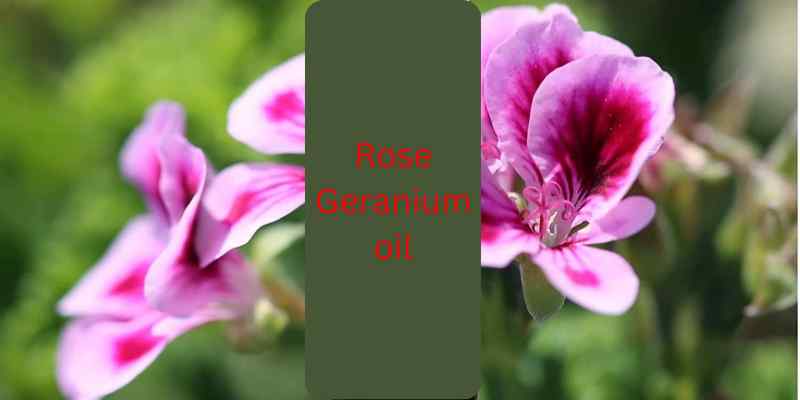 There are two species of geranium family most commonly cultivated for essential oil.