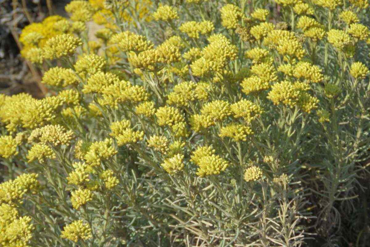 The Origin And Cultivation of Helichrysum