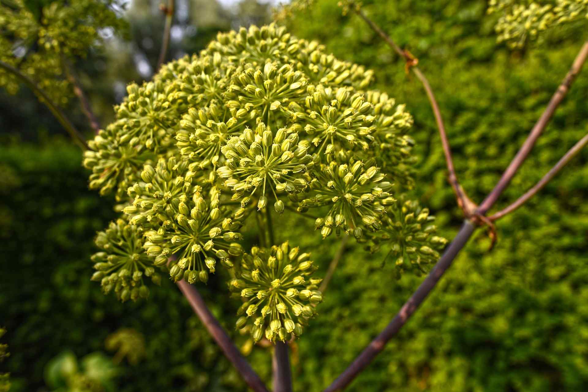 Angelica root, known as wild celery or Norwegian Angelica, is native to Eurasia.