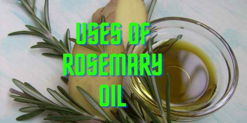 Rosemary Oil Benefits and Best Uses