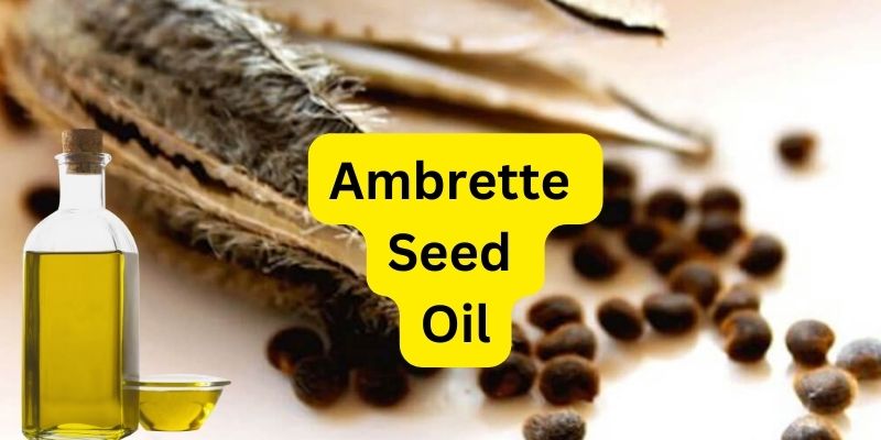 Ambrette Seed Oil has a long history in Eastern medicine and Ayurveda. After thousands of years, the appeal of oil is still relatively high.