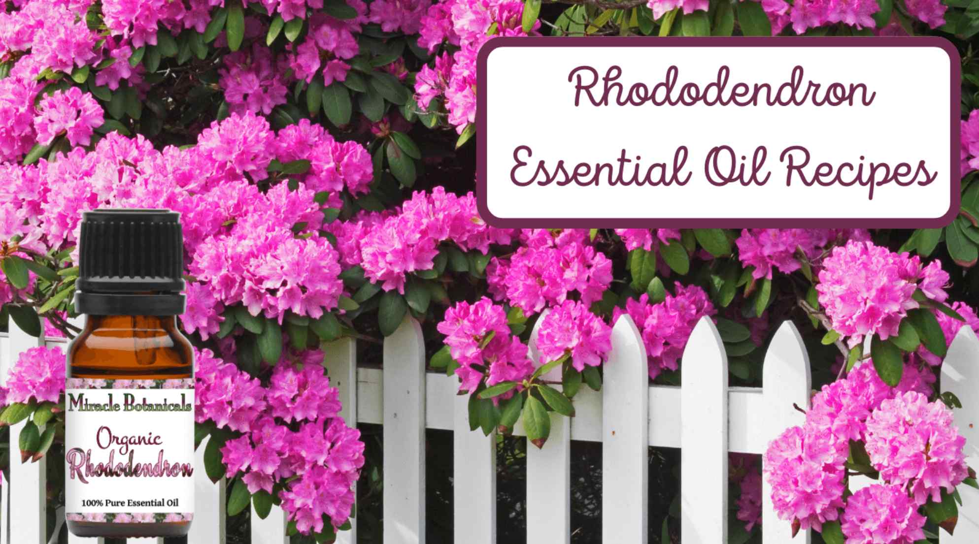 How to use Rhododendron Anthopogon Essential Oil