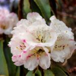 Rhododendron Anthopogon Essential Oil, derived from the pristine Himalayan region, offers a soothing and exotic aroma for a truly revitalizing aromatherapy experience.