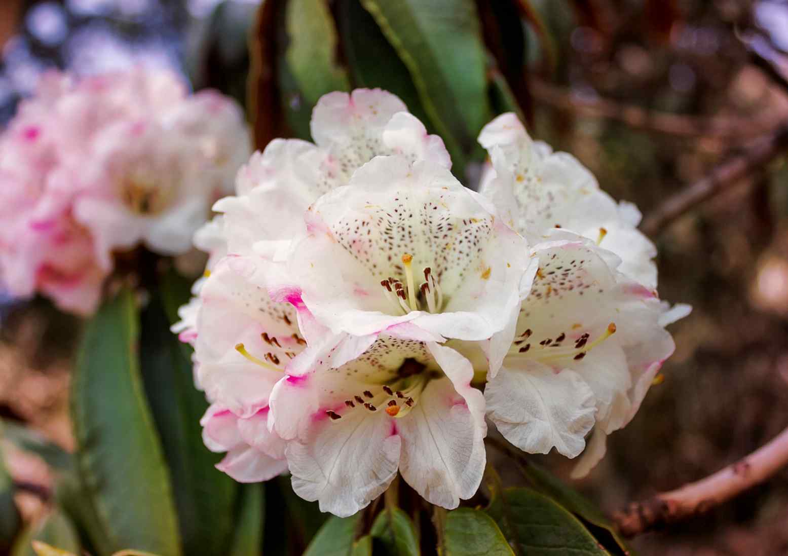 Rhododendron Anthopogon Essential Oil, derived from the pristine Himalayan region, offers a soothing and exotic aroma for a truly revitalizing aromatherapy experience.