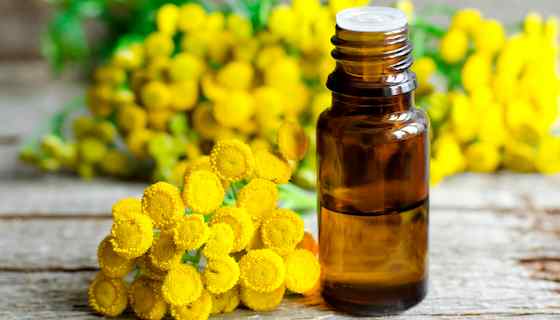 Organic Blue Tansy essential oil boasts several benefits, primarily recognized for its anti-inflammatory properties that soothe skin irritations and reduce redness.