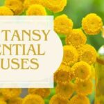 Discover 20 top uses of organic Blue Tansy oil for skincare and relaxation in this comprehensive guide!