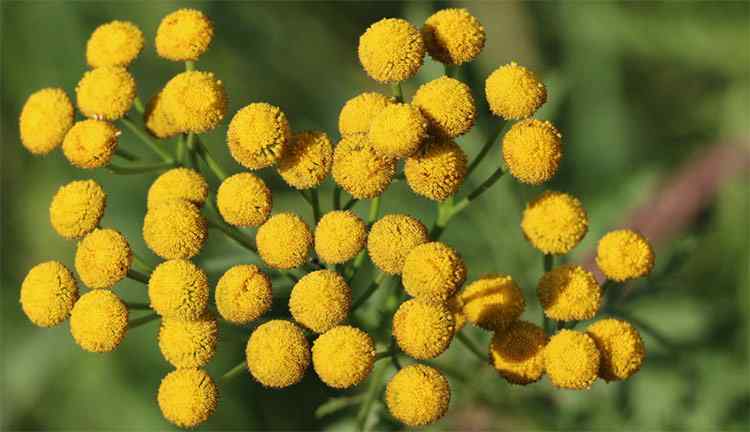 Blue Tansy comes from the flower called "Tanacetum annuum."