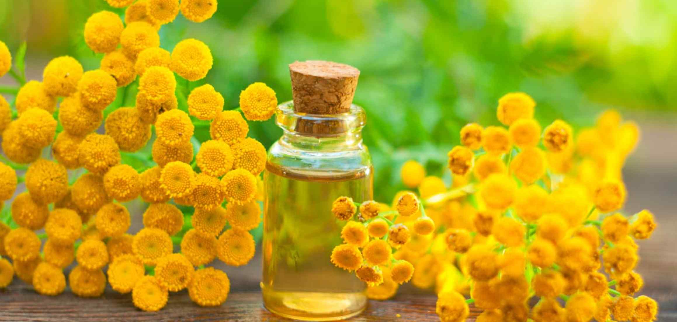 The image displays various uses of organic Blue Tansy essential oil in skincare and aromatherapy for relaxation and wellness.